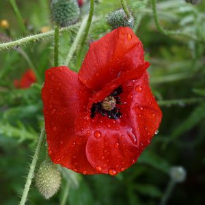 Preview wallpaper poppy, flower, bud, drops