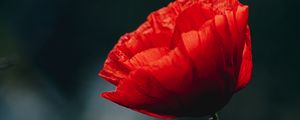 Preview wallpaper poppy, flower, bud, red, blur, stem