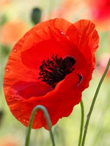 Preview wallpaper poppy, flower, bud, stamens, field, blur