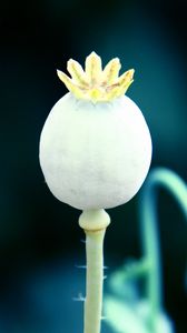 Preview wallpaper poppy, flower, fallen, ripe