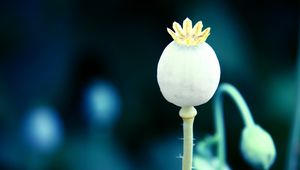 Preview wallpaper poppy, flower, fallen, ripe