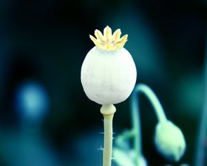 Preview wallpaper poppy, flower, fallen, ripe