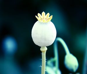 Preview wallpaper poppy, flower, fallen, ripe