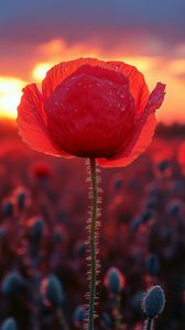 Preview wallpaper poppy, flower, field, sunset