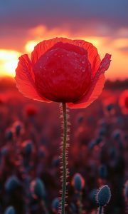 Preview wallpaper poppy, flower, field, sunset