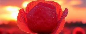 Preview wallpaper poppy, flower, field, sunset