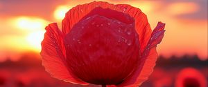 Preview wallpaper poppy, flower, field, sunset