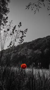 Preview wallpaper poppy, flower, forest, nature