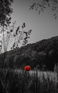Preview wallpaper poppy, flower, forest, nature