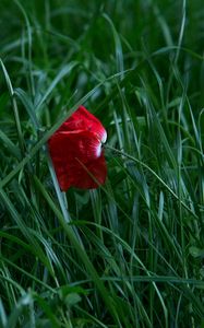 Preview wallpaper poppy, flower, grass, blossom