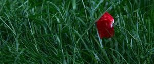 Preview wallpaper poppy, flower, grass, blossom