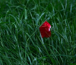 Preview wallpaper poppy, flower, grass, blossom