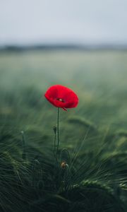 Preview wallpaper poppy, flower, grasses, bloom, macro