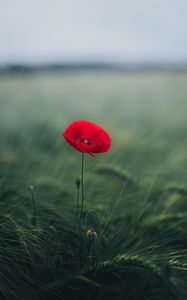 Preview wallpaper poppy, flower, grasses, bloom, macro