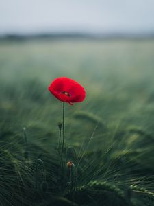 Preview wallpaper poppy, flower, grasses, bloom, macro