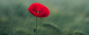 Preview wallpaper poppy, flower, grasses, bloom, macro