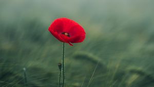 Preview wallpaper poppy, flower, grasses, bloom, macro