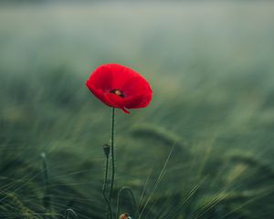 Preview wallpaper poppy, flower, grasses, bloom, macro