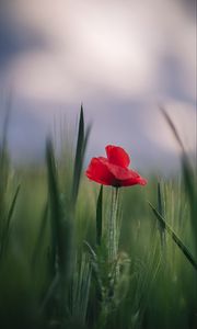 Preview wallpaper poppy, flower, leaves, blur