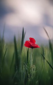 Preview wallpaper poppy, flower, leaves, blur