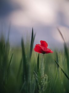 Preview wallpaper poppy, flower, leaves, blur