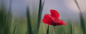 Preview wallpaper poppy, flower, leaves, blur