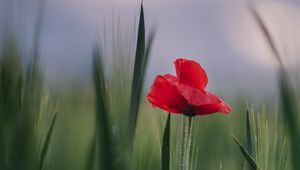 Preview wallpaper poppy, flower, leaves, blur