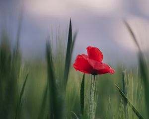 Preview wallpaper poppy, flower, leaves, blur