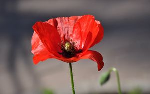 Preview wallpaper poppy, flower, macro, bright, sun