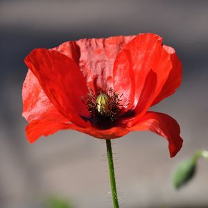 Preview wallpaper poppy, flower, macro, bright, sun