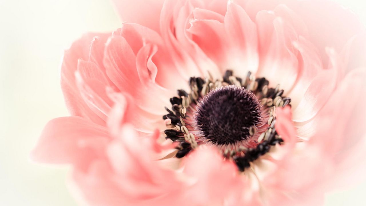 Wallpaper poppy, flower, petals, bud, close-up
