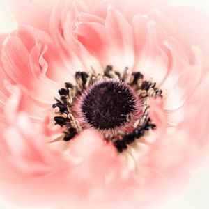 Preview wallpaper poppy, flower, petals, bud, close-up