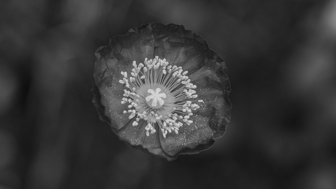 Wallpaper poppy, flower, petals, pollen, black and white, macro