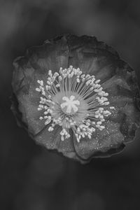 Preview wallpaper poppy, flower, petals, pollen, black and white, macro