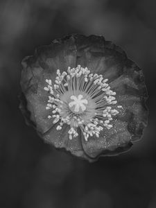 Preview wallpaper poppy, flower, petals, pollen, black and white, macro