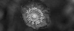 Preview wallpaper poppy, flower, petals, pollen, black and white, macro