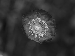 Preview wallpaper poppy, flower, petals, pollen, black and white, macro