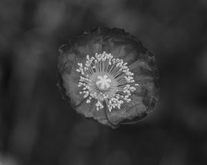 Preview wallpaper poppy, flower, petals, pollen, black and white, macro