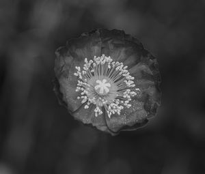 Preview wallpaper poppy, flower, petals, pollen, black and white, macro