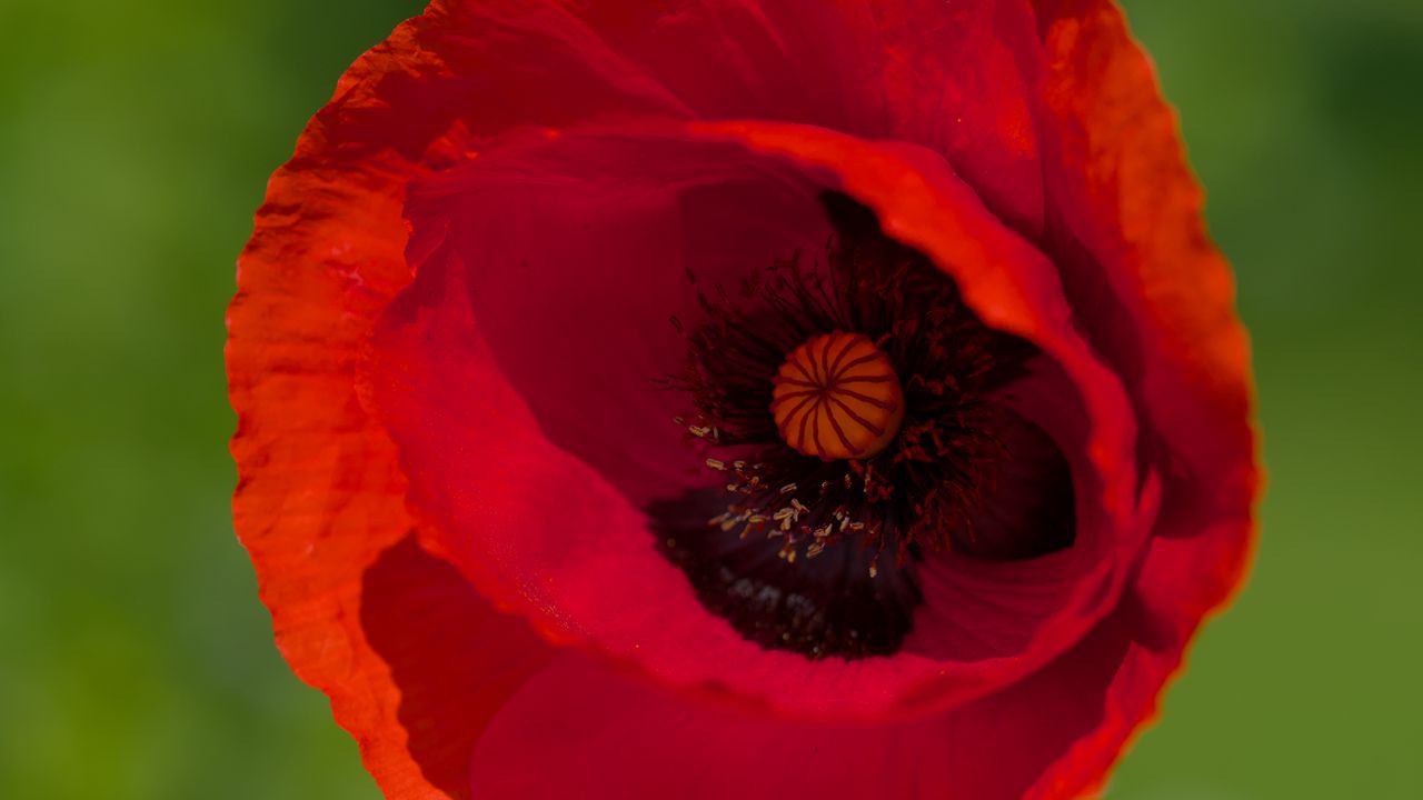 Wallpaper poppy, flower, petals, red