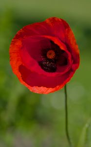 Preview wallpaper poppy, flower, petals, red