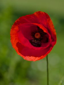 Preview wallpaper poppy, flower, petals, red