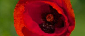 Preview wallpaper poppy, flower, petals, red