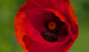 Preview wallpaper poppy, flower, petals, red