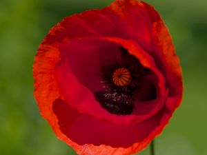 Preview wallpaper poppy, flower, petals, red