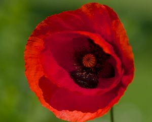 Preview wallpaper poppy, flower, petals, red