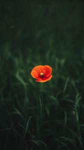 Preview wallpaper poppy, flower, petals, grass