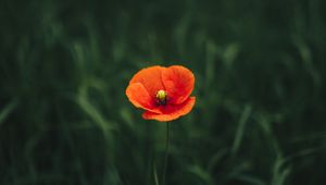 Preview wallpaper poppy, flower, petals, grass