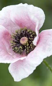 Preview wallpaper poppy, flower, petals, bloom