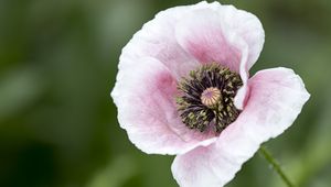 Preview wallpaper poppy, flower, petals, bloom